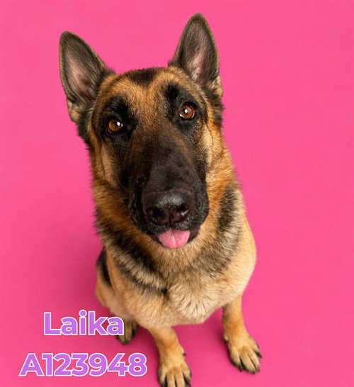 LAIKA
