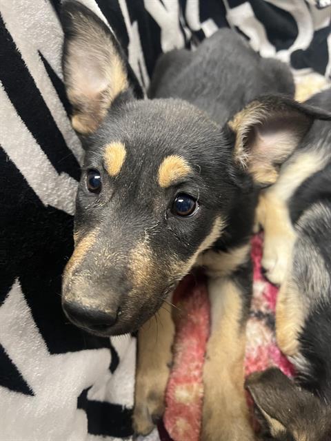 A125109, an adoptable German Shepherd Dog in HESPERIA, CA