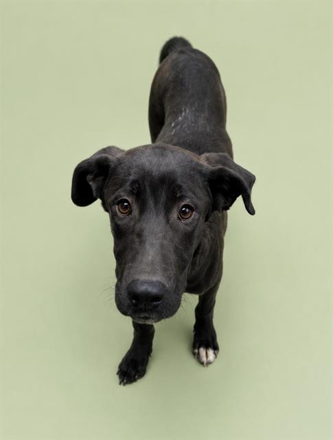 TATER TOT, an adoptable Labrador Retriever in HESPERIA, CA
