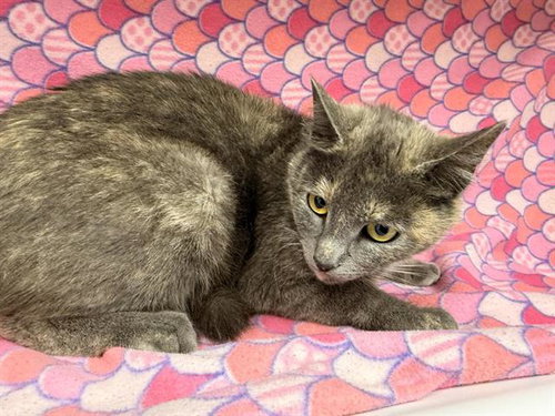 A125147, an adoptable Domestic Short Hair in HESPERIA, CA