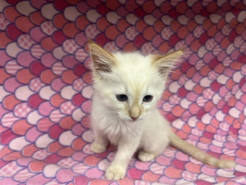 A123535, an adoptable Domestic Short Hair in HESPERIA, CA