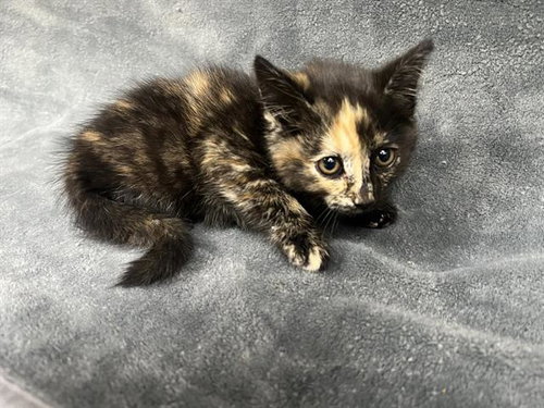 A125211, an adoptable Domestic Short Hair in HESPERIA, CA