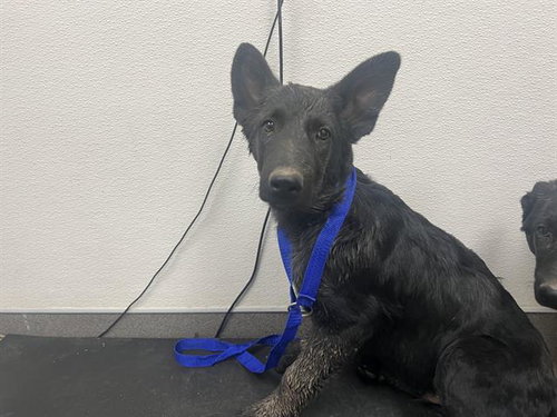 A125224, an adoptable German Shepherd Dog in HESPERIA, CA