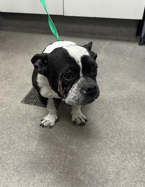 PEPPER, an adoptable Boston Terrier in HESPERIA, CA