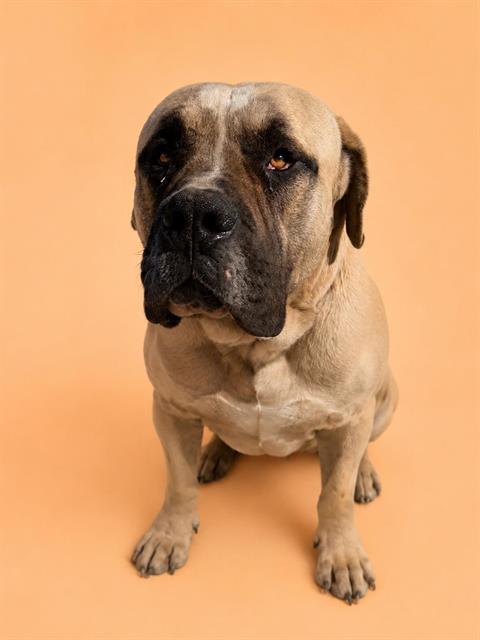 DOZER