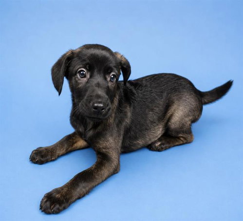 HAGRID, an adoptable Belgian Shepherd Malinois in HESPERIA, CA