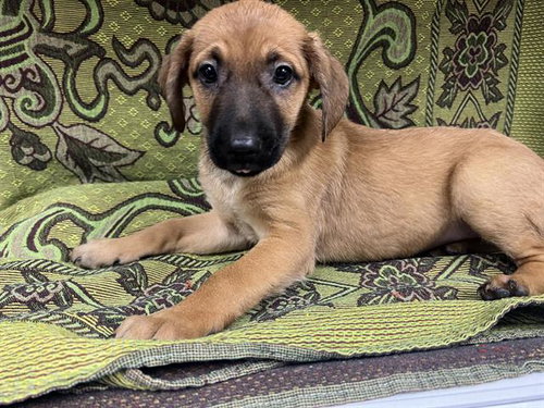MALFOY