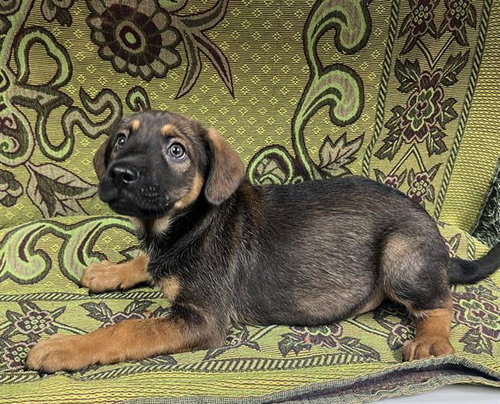 DOBBY