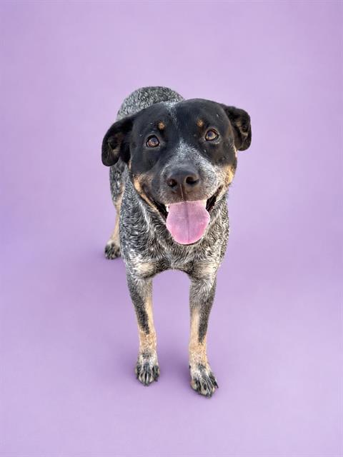 DIXIE