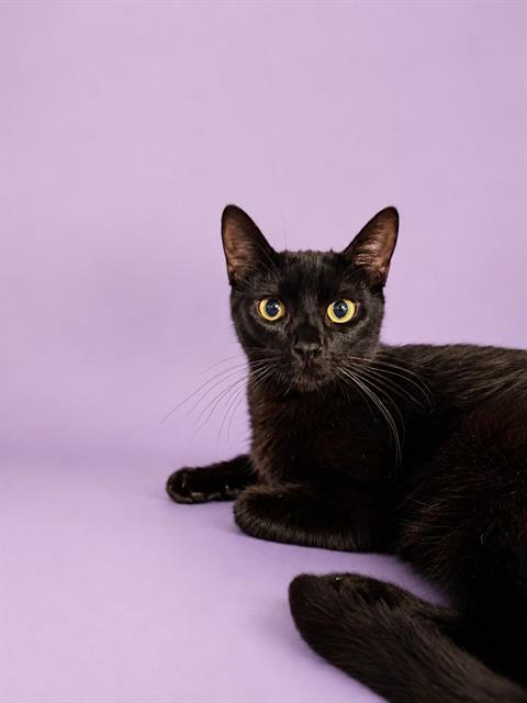 MABELLINE, Adult Domestic Short Hair (medium coat), cat for adoption in Rialto, California