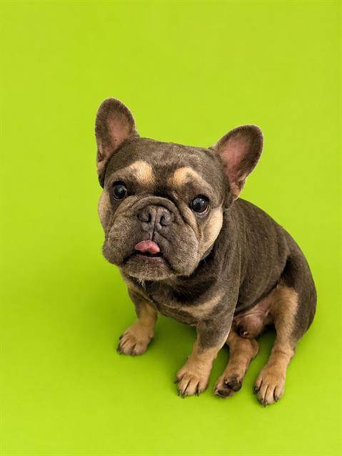 BARNEY (RESCUE ONLY)