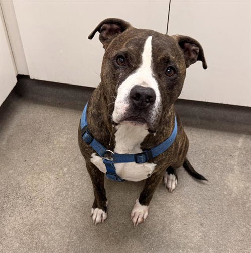 JOEY