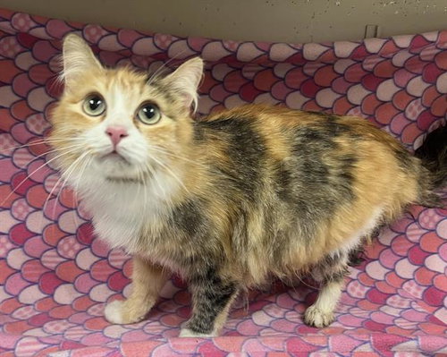 SOPHIE (RESCUE ONLY)