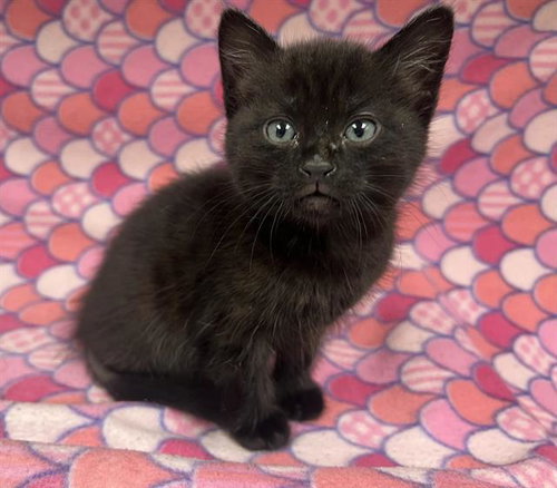 JACK (RESCUE ONLY)