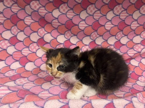 LILLIAN (RESCUE ONLY)