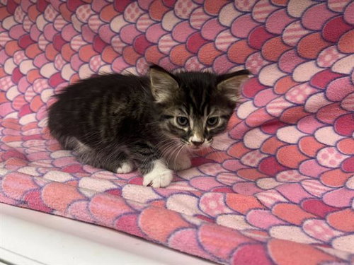 JILL (RESCUE ONLY)
