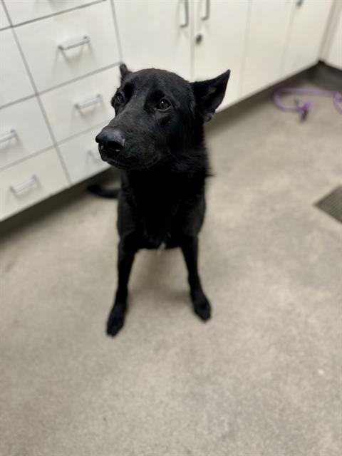 JET (RESCUE ONLY)