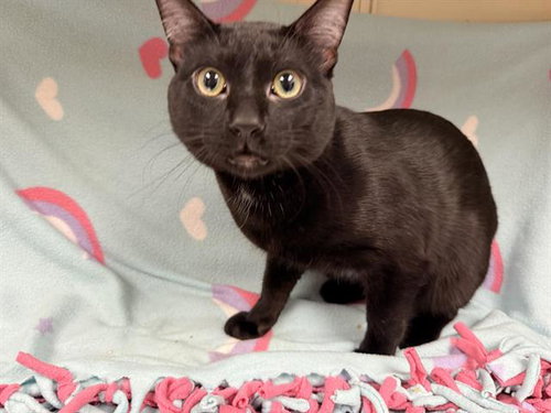 VADER, Adult Domestic Short Hair (medium coat), cat for adoption in Rialto, California