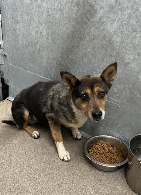 GRACIE (RESCUE ONLY)