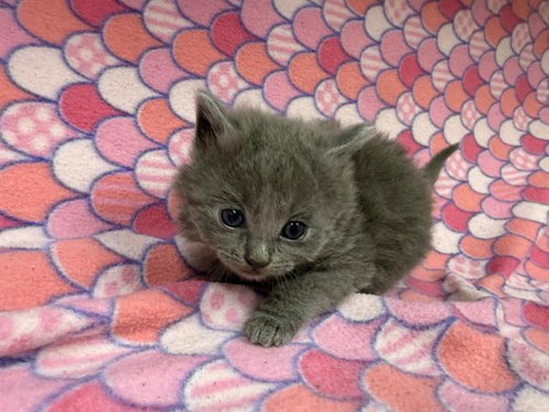 A125149, Baby Domestic Short Hair (medium coat), cat for adoption in Rialto, California