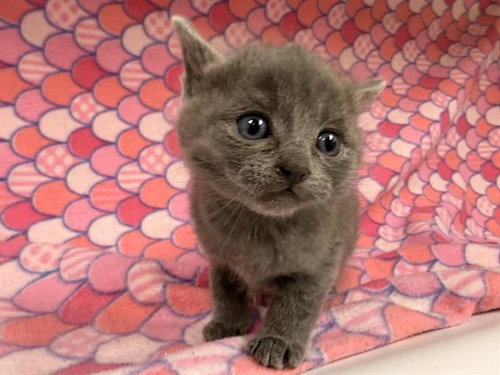 A125150, Baby Domestic Short Hair (medium coat), cat for adoption in Rialto, California