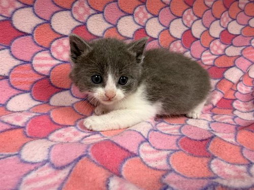 A125151, Baby Domestic Short Hair (medium coat), cat for adoption in Rialto, California