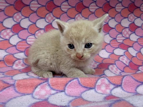 A125152, Baby Domestic Short Hair (medium coat), cat for adoption in Rialto, California