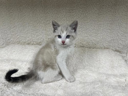 SERJ (RESCUE ONLY)