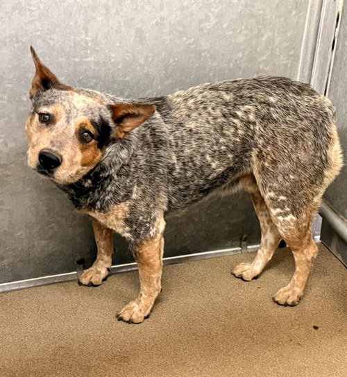 GRAYSON (RESCUE ONLY)