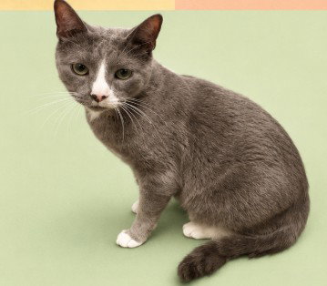 PETER MOSES, Adult Domestic Short Hair (medium coat), cat for adoption in Colton, California