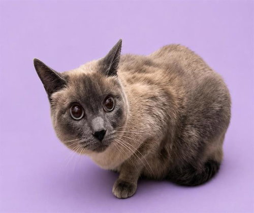 HERSHEY, Adult Domestic Short Hair (medium coat), cat for adoption in Colton, California