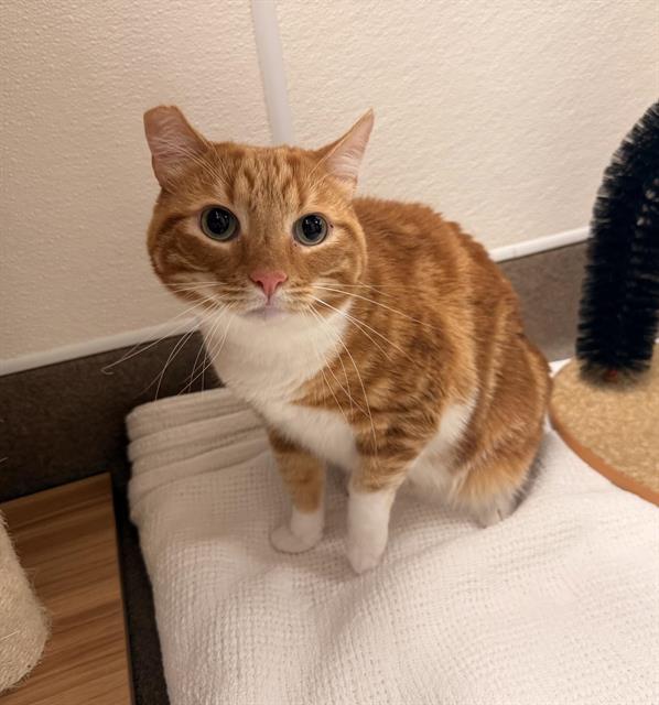 SNOWBALL