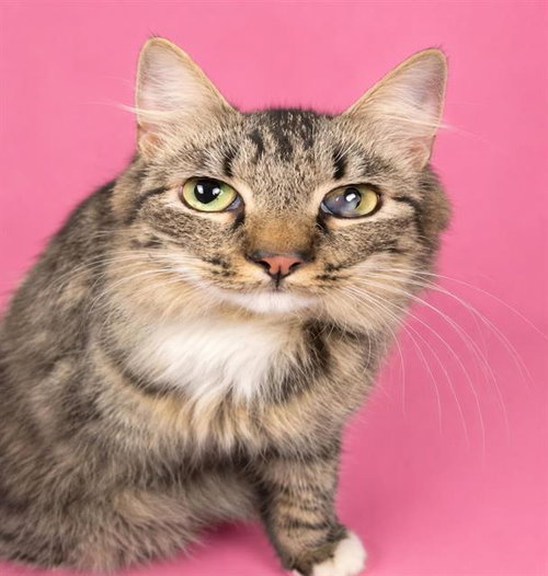 NALA, an adoptable Domestic Long Hair in HESPERIA, CA