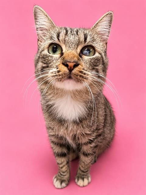 NALA, Young Domestic Long Hair (medium coat), cat for adoption in Highland, California