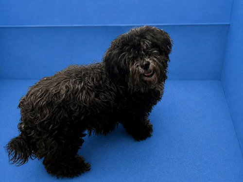 (RESCUE ONLY) HENRIETTA