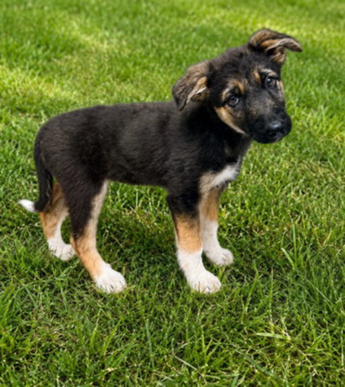 DIXIE