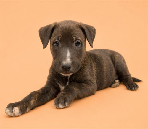 UNCLE FESTER, an adoptable Pit Bull Terrier in HESPERIA, CA