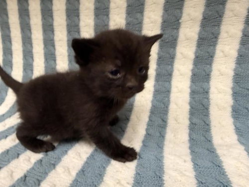 PANTERA