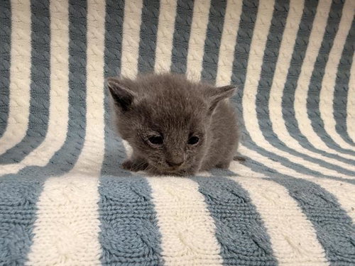 SMALLS