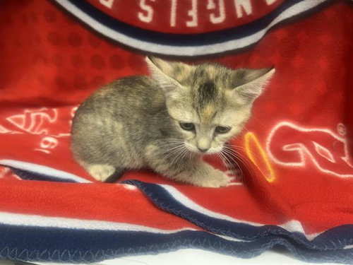 PEPPER
