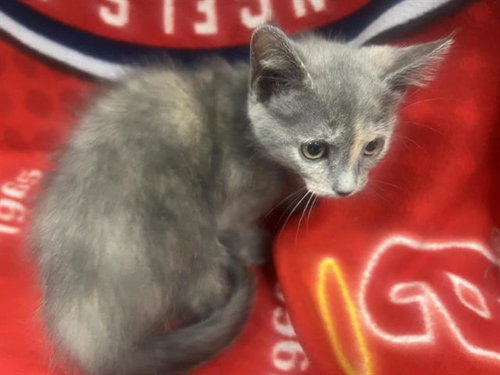 SMUDGE