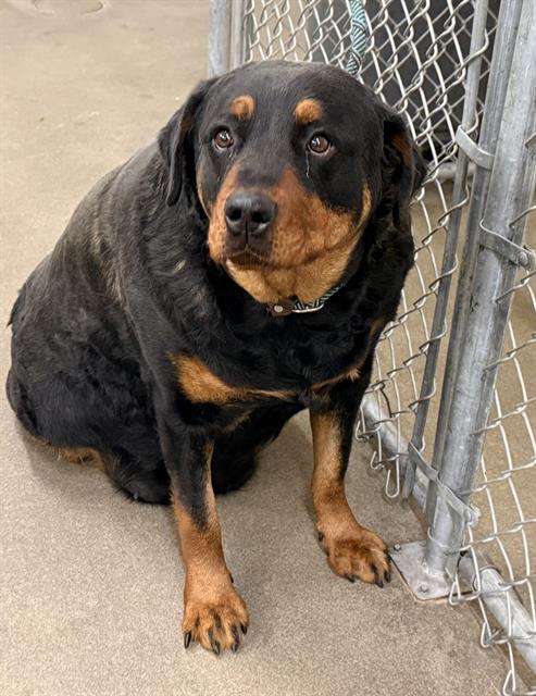 (RESCUE ONLY) PETUNIA