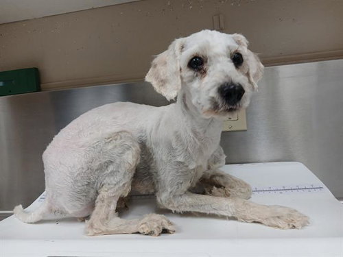 (RESCUE ONLY) VALENTINO