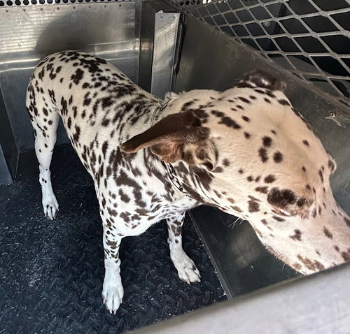 (RESCUE ONLY) DIPPER