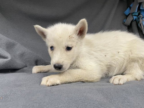 ANNA