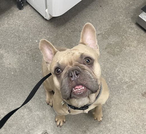 (RESCUE ONLY) UZI