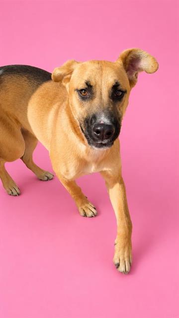 COOKIE, an adoptable Black Mouth Cur in HESPERIA, CA