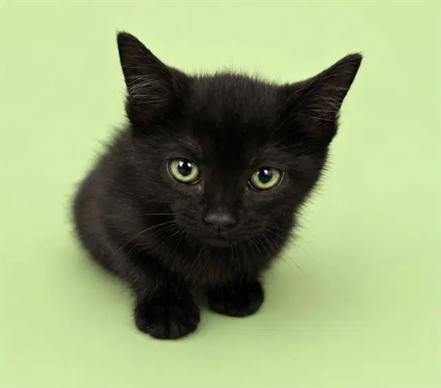 Callum - Domestic Short Hair