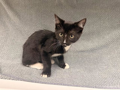 TUX
