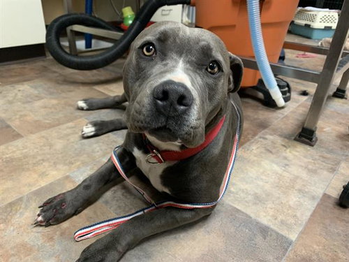 NOVA